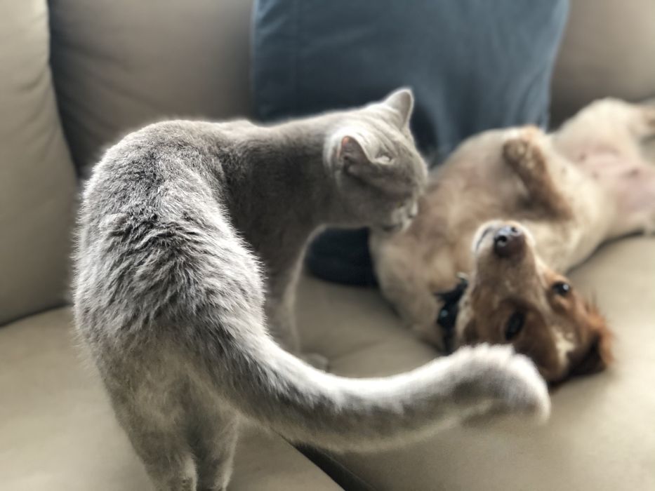 Чистокръвно британско момче на 5 месеца с родословие