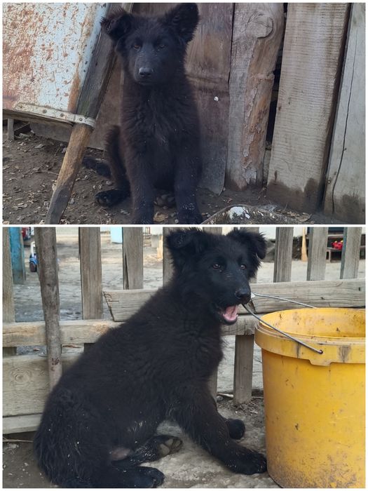 Продам щенка немецкой овчарки