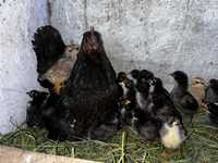 Цыплята двух неделные, домашние, породистые