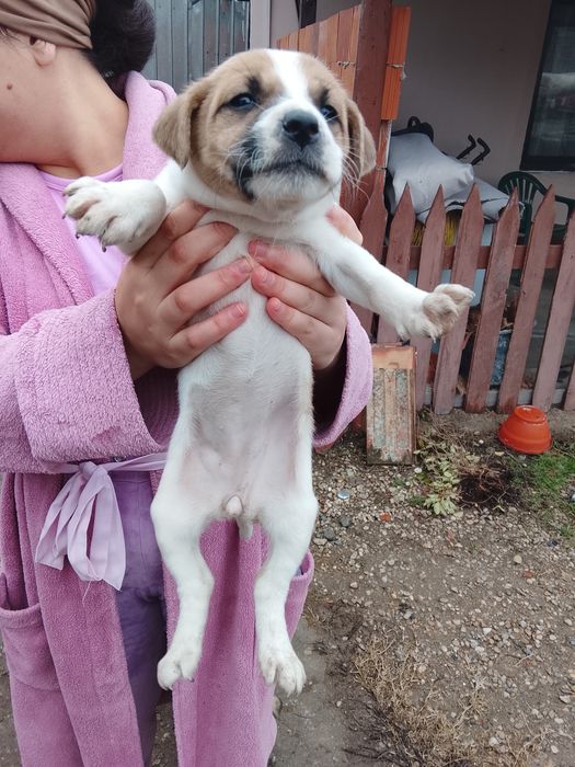 Donez câini foarte frumoși