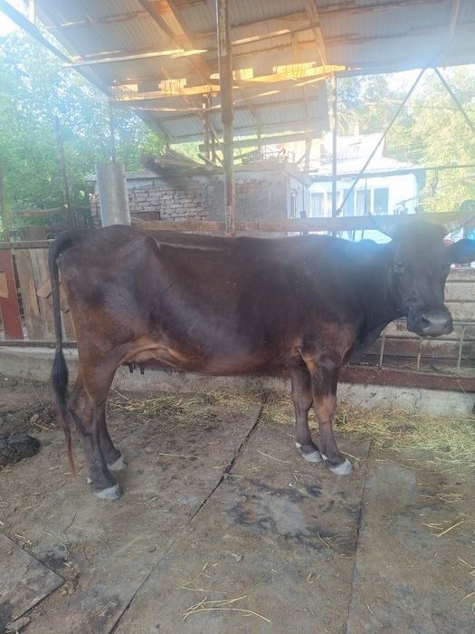 Срочно продам корову