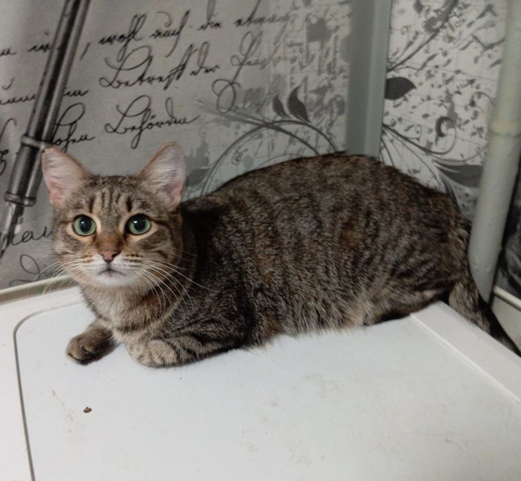 Ищу надёжные руки для стерильных кошечек и котов.