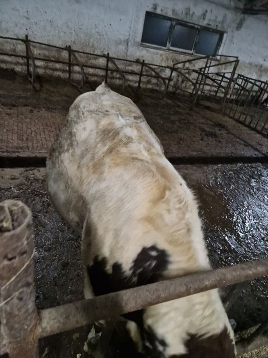 Vind viței pentru abator