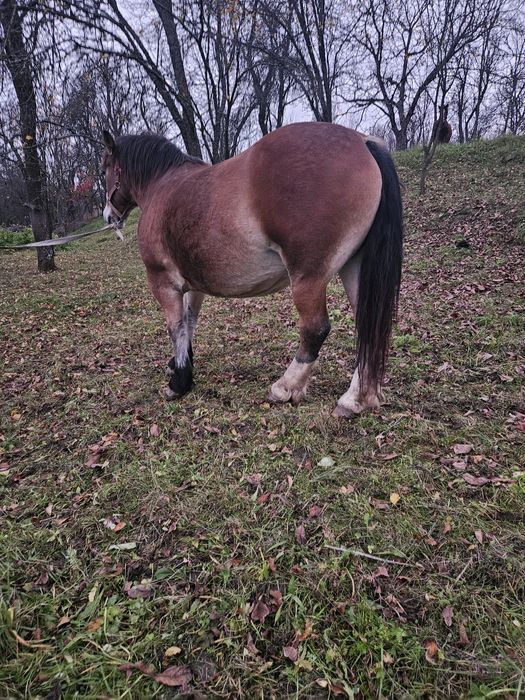 Vând iapa și manza din iapa