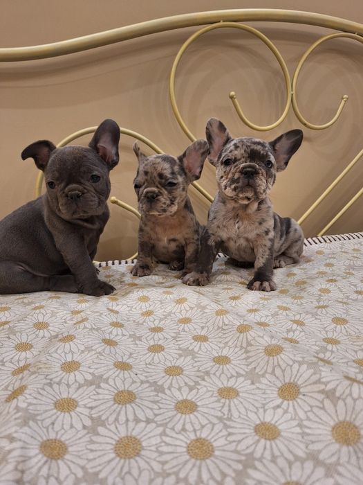 Продавам френски булдоци