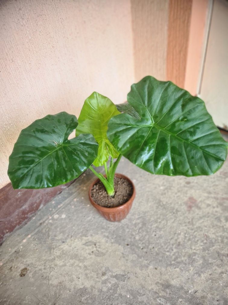 Armaguli sotiladi