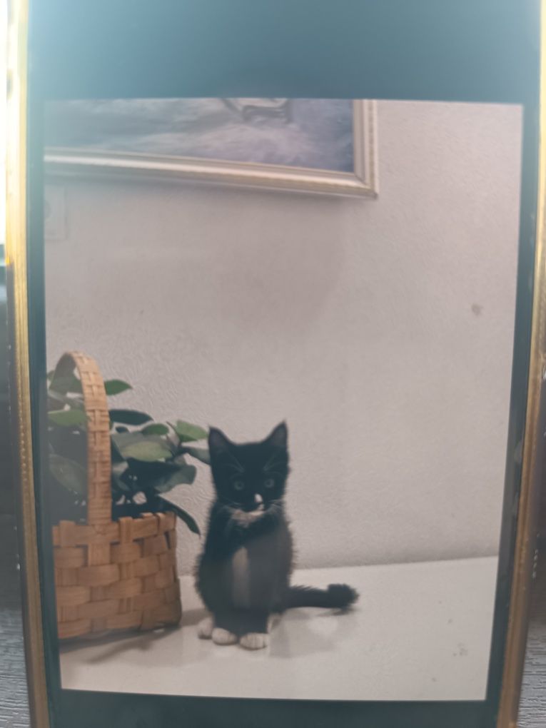 Отдам котенка,в добрые руки.