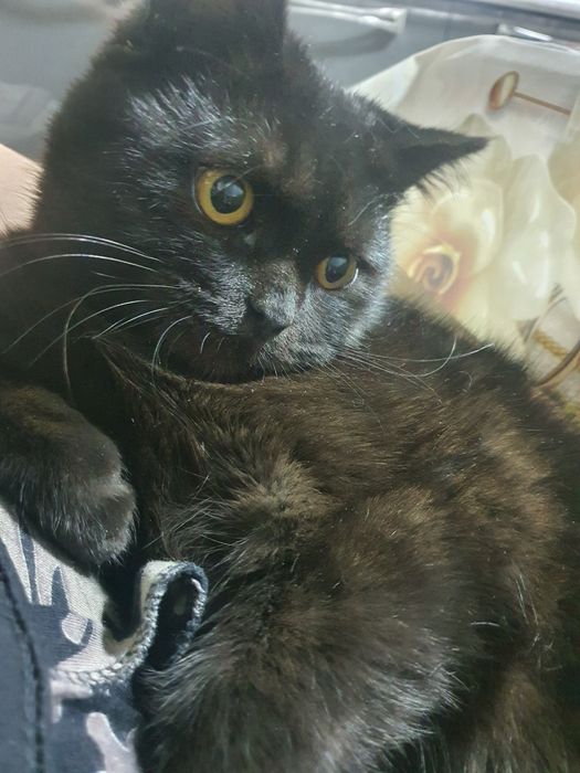 Продаётся породистый кот.