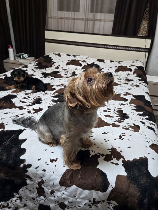 Чистокръвни Йорки – 2-месечни малки сладури!