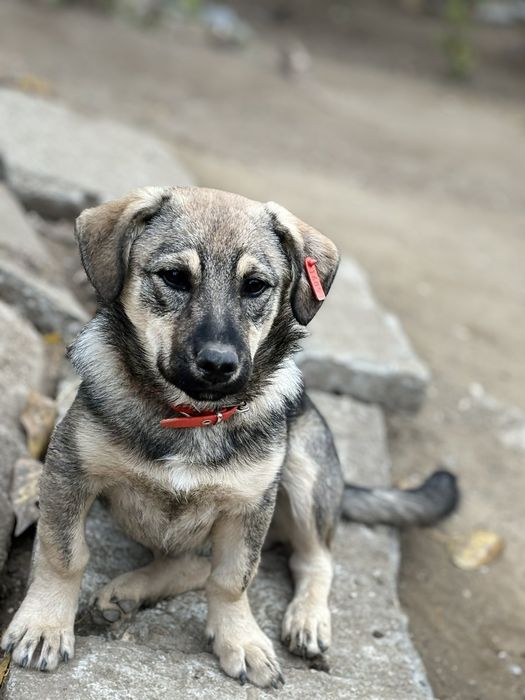 Подаряват се 4 сладки кученца