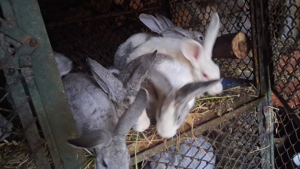 Iepurasi de  vanzare