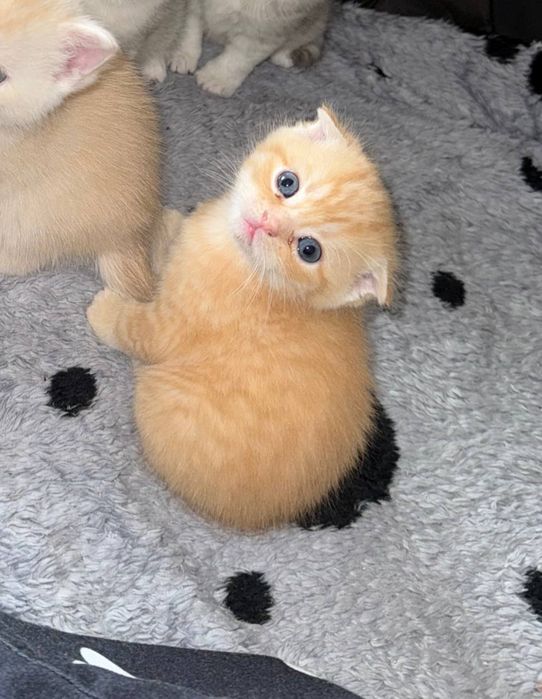 Остался один котенок шотланский скотиш фолд
