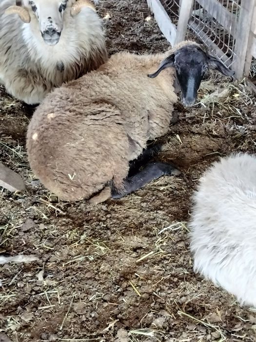 De vânzare o nuatină carabasa sau schimb