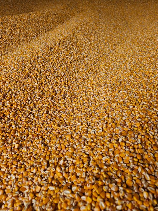 Porumb boabe recolta 2025