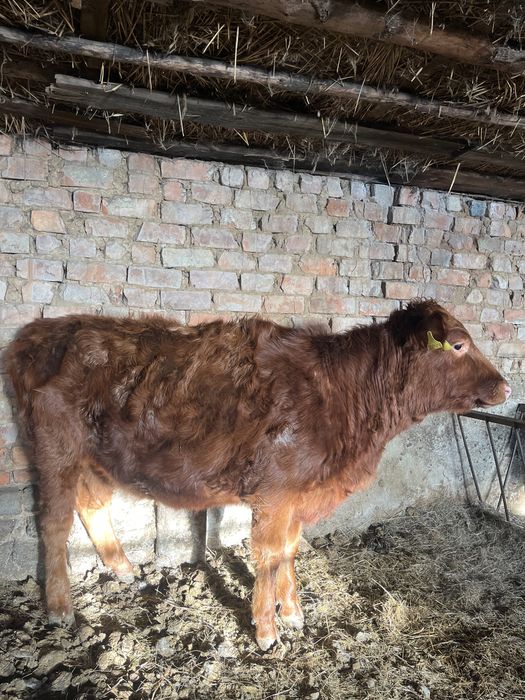 Продам   телочку