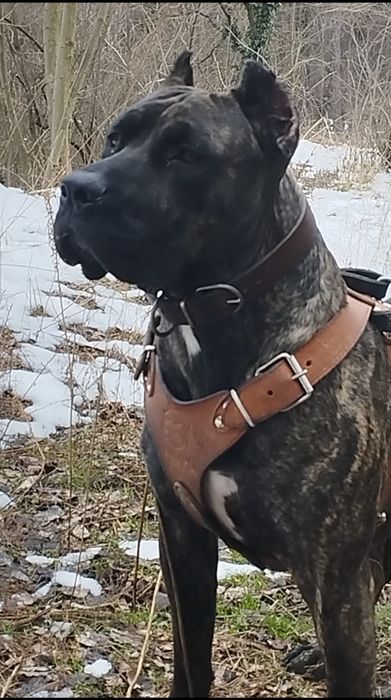 Преса Канарио Presa Canario