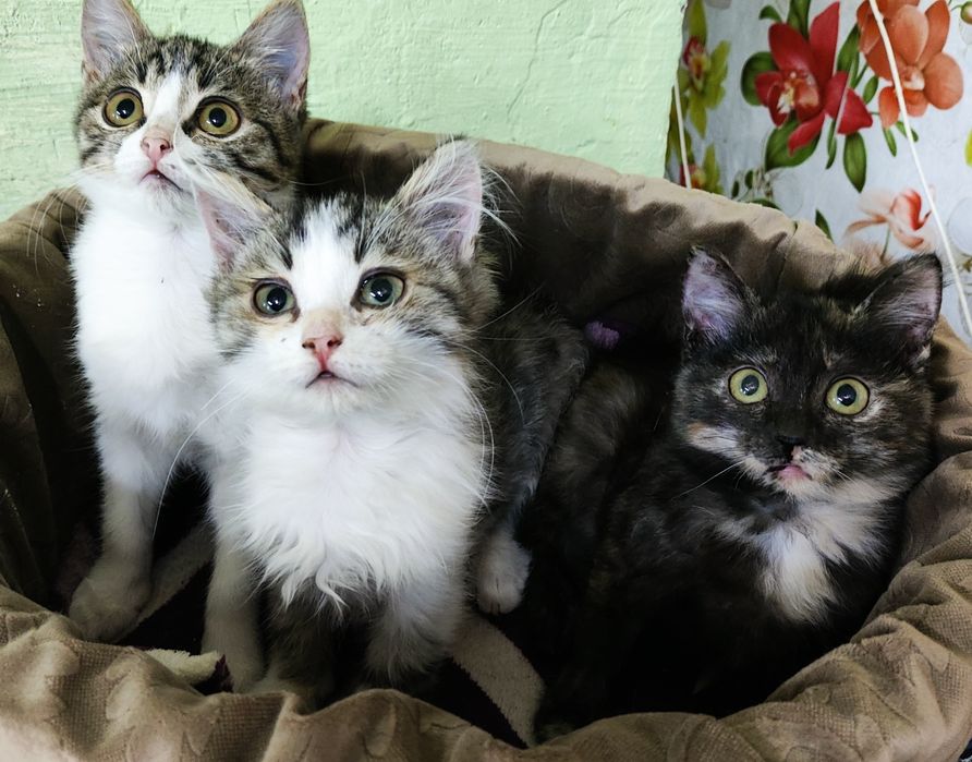 Котята в добрые руки