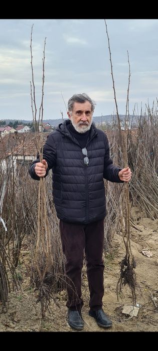 Nuc Chandler.Aluni.Pruni.ARONIA.Migdali Ciresi Catina Gutui Zmeura.Tei