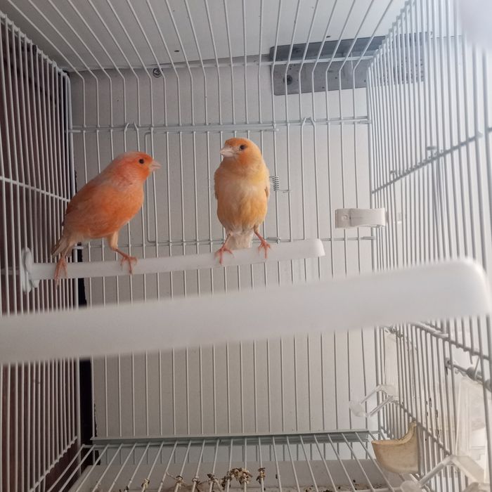 Нар мода канарейкала сотилади мода бир марта ишланган нар 9 ойлик