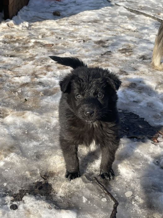 Күшік сатылады. Сүп-сүйкімді. Қыз бәрі.