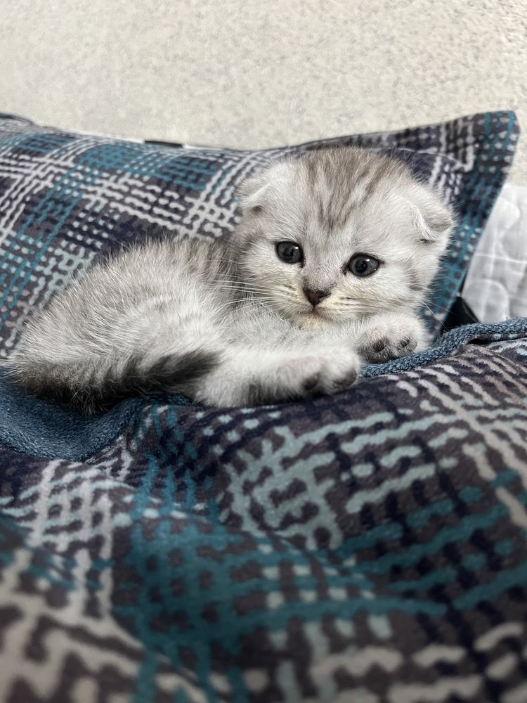 котонек в добрые руки. очень игривый красавец