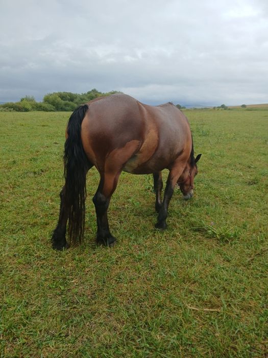 Vand manza în vârstă de 3 ani