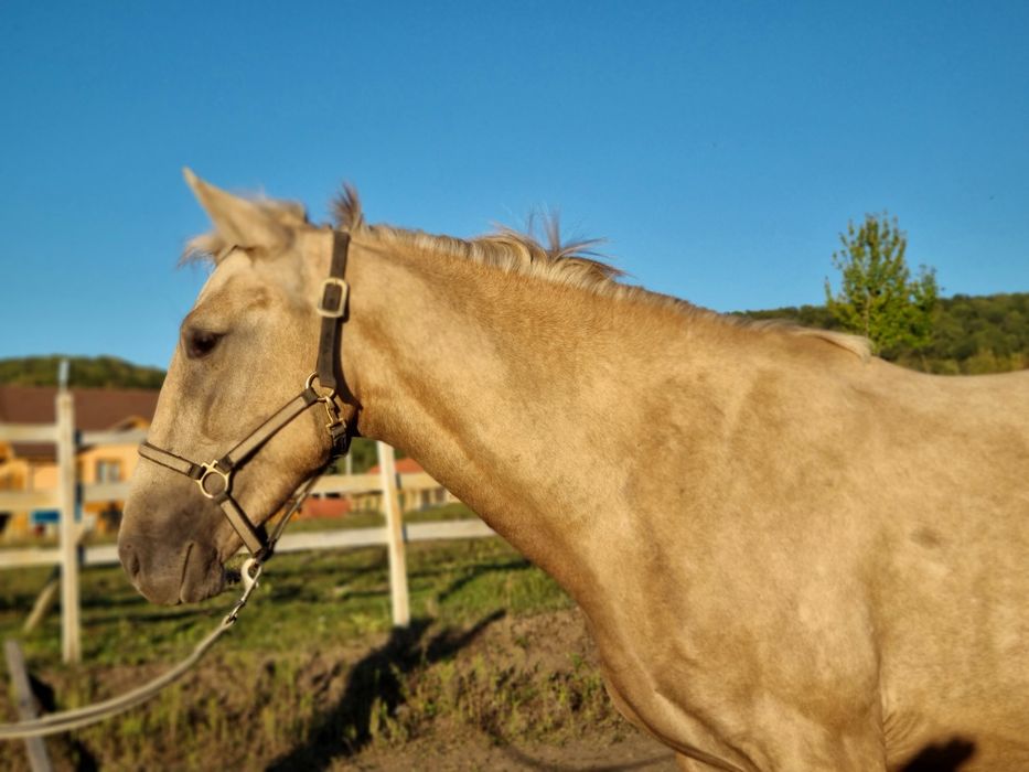 Vând metis andaluz (echitatie, agrement)