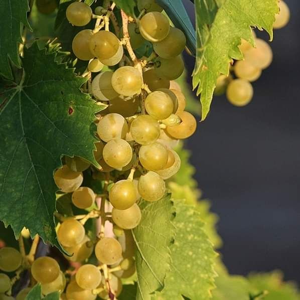 Butași de vita de vie de anul 3