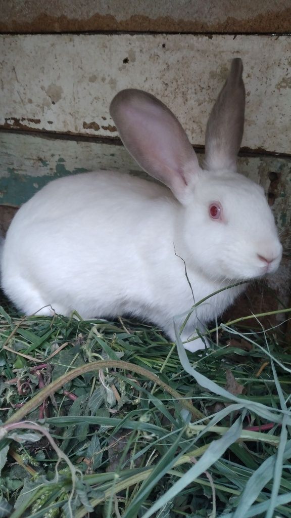 Quyonlar sotiladi