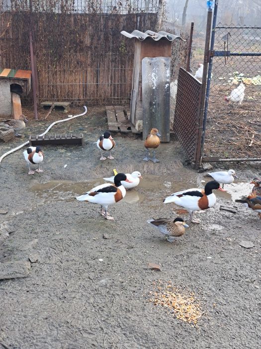 Vând rate mandarine