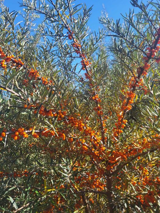 Cătină ambalata 1kg