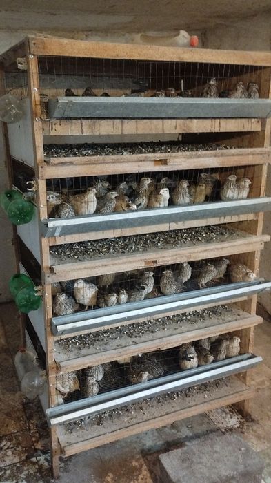 Продается перепелки