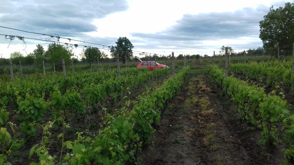 Vie pe rod,Fetească