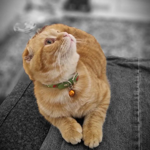 Вязка Британский вислоухий кот