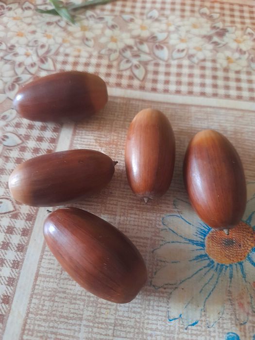 Продам желуди дубовые, свежесобранные
