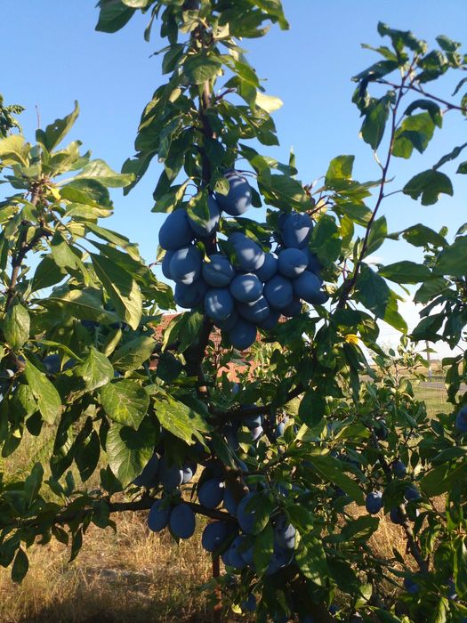 Toaletare pomi fructiferi