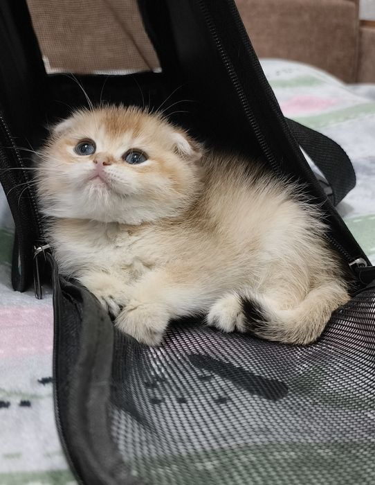 Продаётся чистокровная шотландская девочка скоттиш-фолд