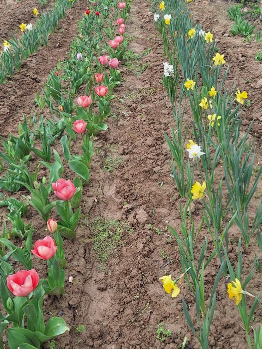 Har xil rangli lolalar narsis va geosintlar