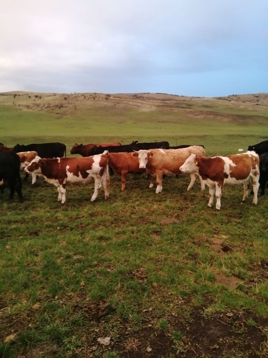 Vând vițele și juninci