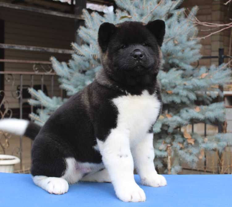 Шикарный мальчик Американская Акита