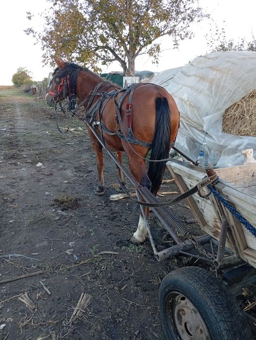 Vand cârlană  cuminte și fara narav