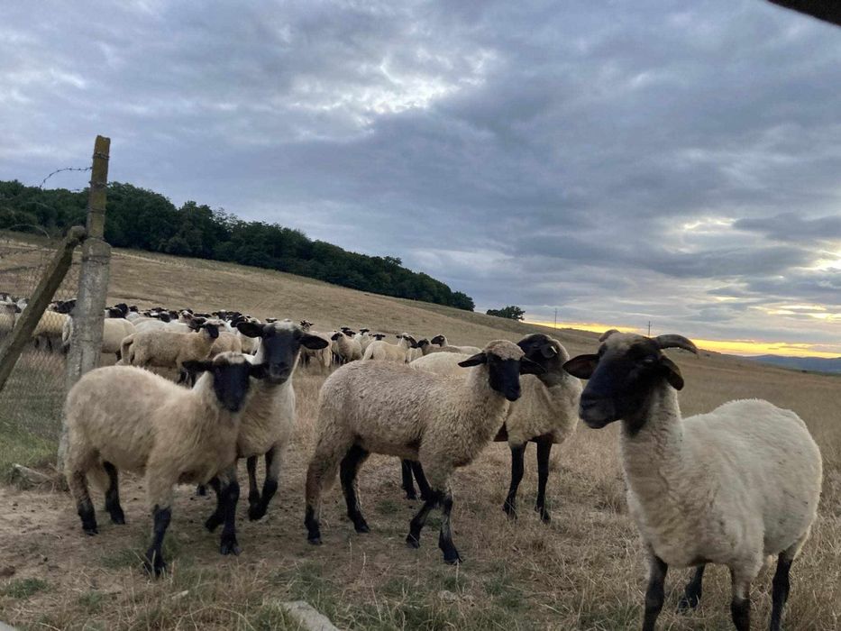 Vând oi țigăi 40 bucăți