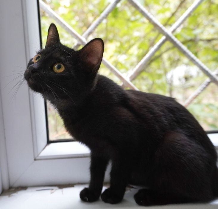 Nu te vei mai plictisi nicio zi cu pisicul Smochină. Adopt-o!