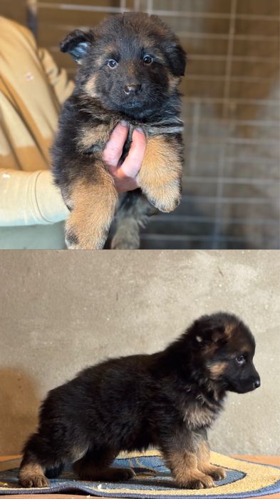 Pui Ciobanesc German cu par lung