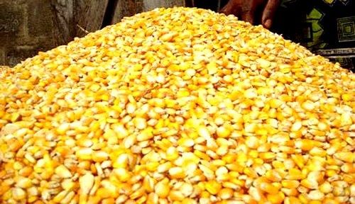 Vând Porumb, Grâu și Ovăz !!!