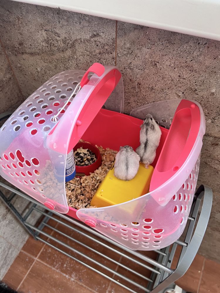 Se vand 2 hamsteri cu tot cu cusca
