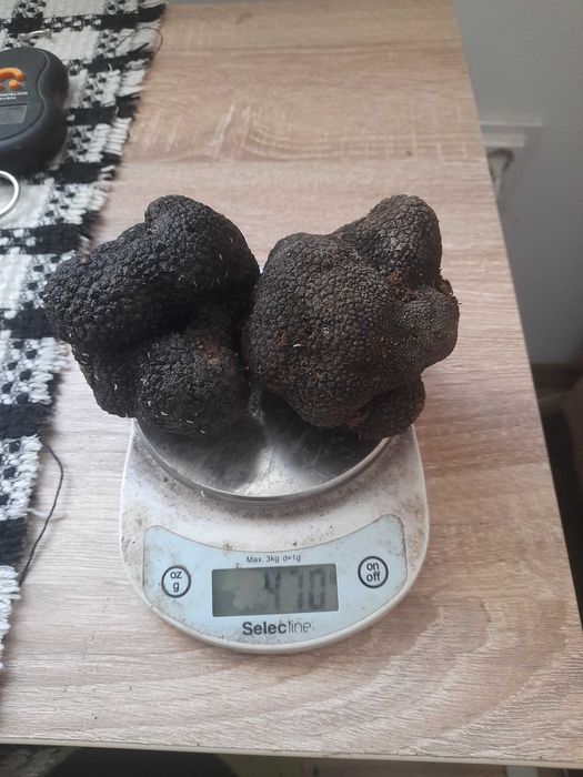 Trufe negre proaspete
