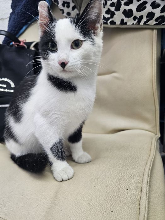 Малко котенце момиче.