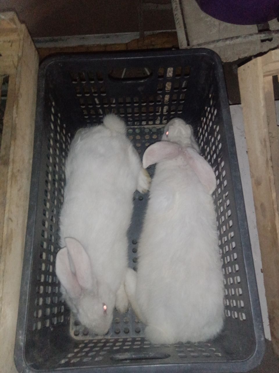 Yeb ichishi a'lo
