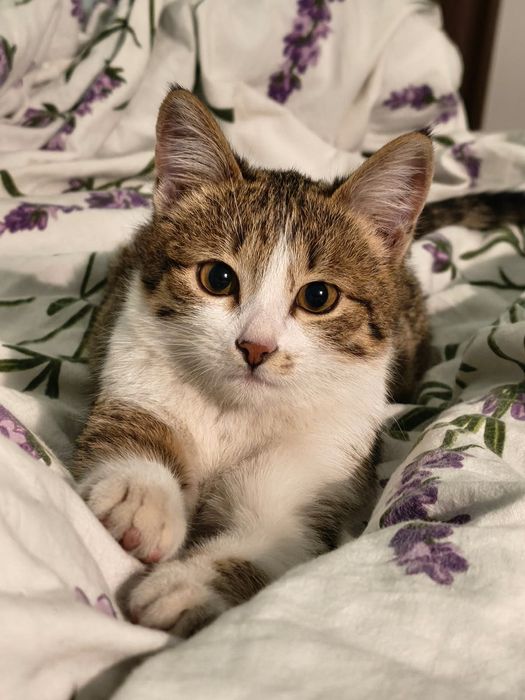 Отдам котенка в добрые руки